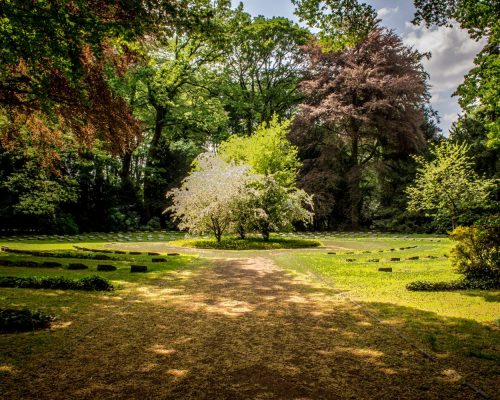 ¿Qué puedo plantar en mi jardín si no quiero dedicarle mucho tiempo?
