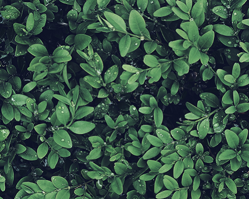 Llena tu jardín de arbustos y plantas y ¡olvídate del mantenimiento!