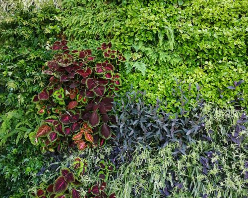 Cómo afecta el cambio de hora a la vegetación y al diseño de exteriores
